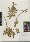 Foto von Salix lucida Muhl.